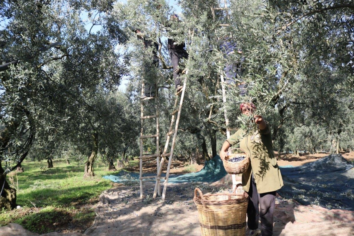 Marmarabirlik zeytin alım fiyatlarını açıkladı