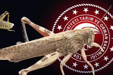 Bakanlıktan 'çekirge istilası' açıklaması